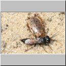 Tachysphex obscuripennis - Grabwespe w11c 8mm mit Schabe - Sandgrube Niedringhaussee.jpg